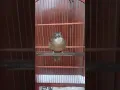 Download Lagu Suara burung cucak jenggot sumatra isian Gereja Tarung
