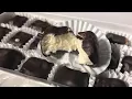 Unique Susquehanna Valley foods Opera fudge