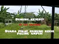 Download Lagu suara pikat burung kecil paling ampuh || burung kejepit