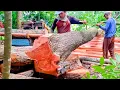 Lagu Penggergajian Kayu mahoni ditengah Kebun - mesin serkel rakitan 