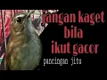 Download Lagu pancingan burung jongkangan SEMUA BURUNG JONGKANGAN PASTI NYAUT ampuh untuk semua burung jongkangan!