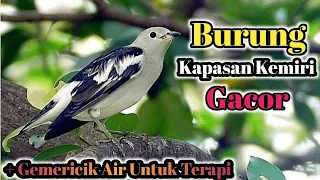 burung kapasan kemiri gacor plus gemericik air untuk terapi burung masterankapasankemiri