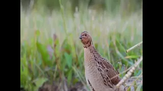 نغمه سمان      دندنها