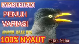pasti nyaut 100 masteran u0026 pancingan pagi siang malam jalak kebo gacor penuh isian