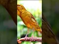 Download Lagu kenari isian lovebird ngekek