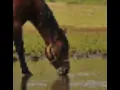Goofy ahh Horse drinking Water