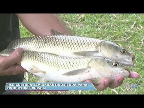 Piscicultura tem garantido renda para produtores rurais