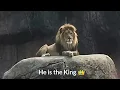 Lion attitude status 🔥🔥 king of the jungle 👑