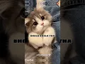 Download Lagu ✨Bhola bhala tha 😜 ~Student version #trending #funny #fypシ゚ #cat #viralshort #comedy #aesthetic