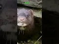 amazing short video / Mink small animals / @discoverychannel214  | #mink #short #animals Hd video
