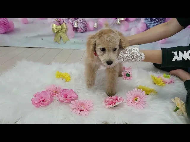 動画