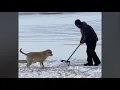 Dog Watches Snow Being Shovelled And Jumps To Catch It