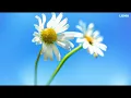 Evolution of Windows default wallpapers according to Luma AI