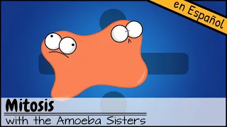 Mitosis