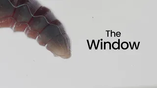 I Spent a Month Filming a Single Window
