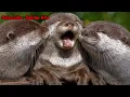 Download Lagu Full Suara Otter Memanggil Temannya