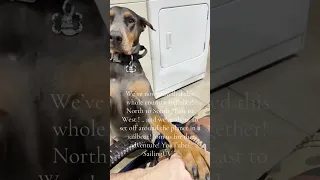 Next is circumnavigation by sailboat ! Join us . YouTube/SailingUV . #Fyp  #Doberman #pets