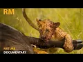 Download Lagu WILD SERENGETI | Life on the Endless Plains and Survival Challenge | Animal Documentary