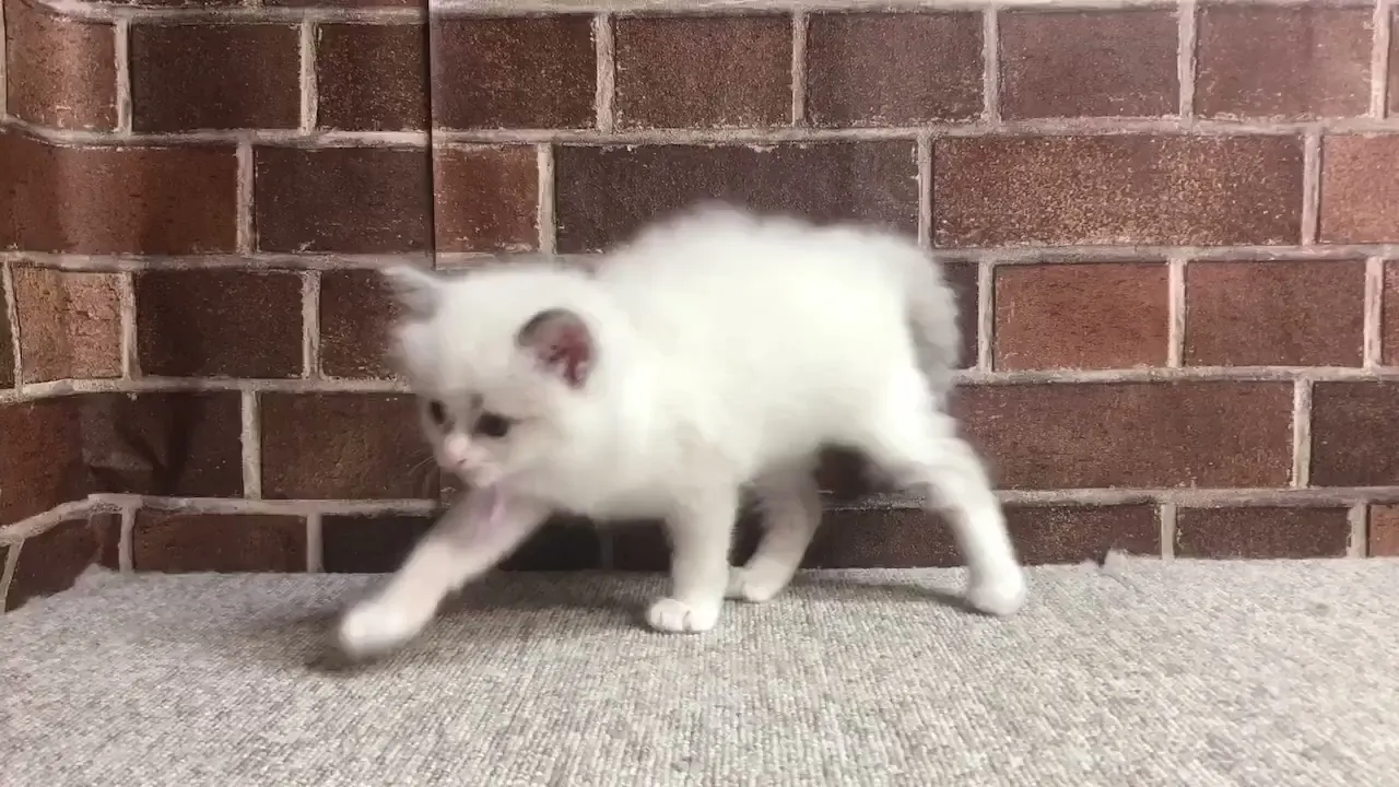 動画