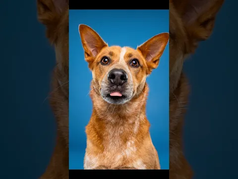 Dog photoshoot