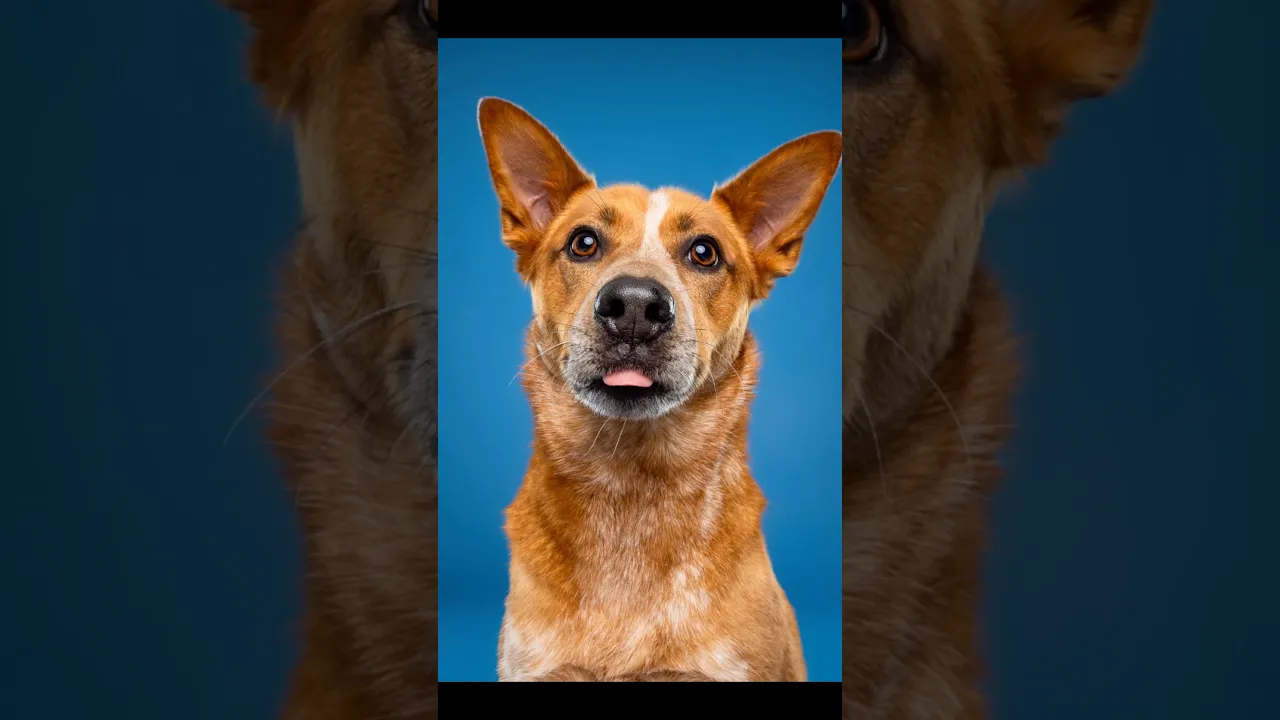 Dog photoshoot
