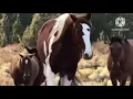 Lovely horse mating - Horse power