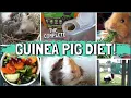How to Feed the Best and Healthiest Guinea Pig Diet