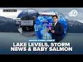 Winter storm update Shasta Lake water update and thousands of salmon released