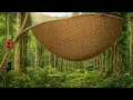 Download Lagu Giant Wild Honey Hunt: Risking Life at Dangerous Heights