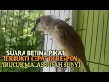 Download Lagu Trucuk BETINA memanggil Jantan Suara Birahi Ngecuplik 100% pancingan trucukan gacor agar BUNYI EMOSI