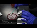 Rapid Strep Test