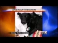 Eagle Dog Recovers from Car Collision