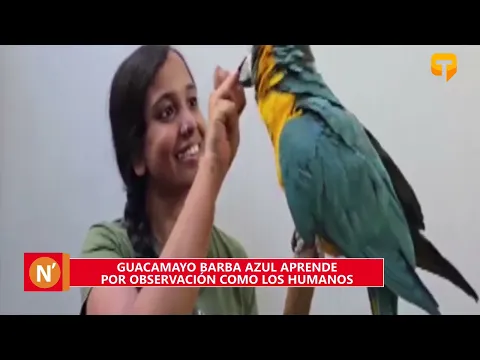 Guacamayo Barba Azul aprende por observación como los humanos