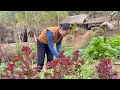 Download Lagu Harvest purple lettuce, beans, green onions, kohlrabi, tomatoes to sell at the market - Gardening