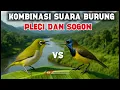 Download Lagu KOMBINASI SUARA BURUNG SOGON DAN BURUNG PLECI