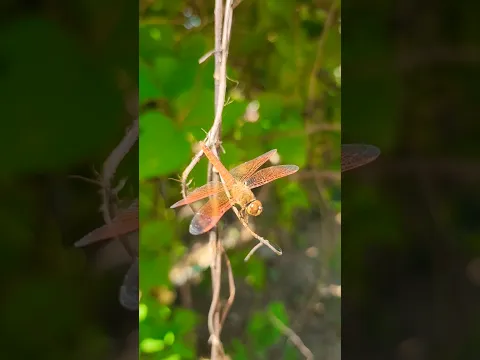 dragonfly #sorts #forest #butterfly