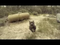 Cane Corso Attack - Dozer Jaws Play