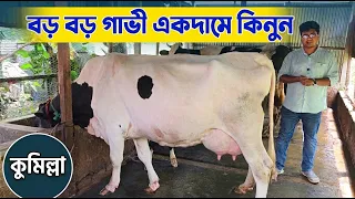 কুমিল্লার হোমনা থেকে একদামে বিগ সাইজের গাভী কিনুন Cow price