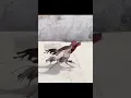 kuda lari vs ayam lari