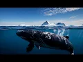 Sound of whales singing and underwater ambience
