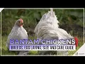 Bantam Chickens Breeds Egg Laying Size and Care Guide