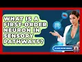 What Is A First-order Neuron In Sensory Pathways - All About Anatomy Answers