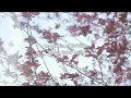 ost Dear Sister Happiness - Che'nelle ( lirik + terjemahan )