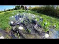 Lagu Wow Top Video! A fisherman catch fish and pick a lot of duck eggs in water in rice field after rain