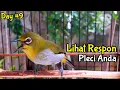 Download Lagu Lihat Respon Pleci Anda Begini Terapi Pleci Buxtoni Memanggil Lawan Bikin Gacor (2/3/21)