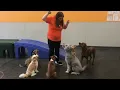 Dogtopia - Obedience Training