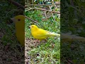 Download Lagu Burung Kenari Kuning Bernyanyi | Suara Burung | Lagu Kenari | Suara Kenari