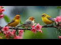 Download Lagu Relaxing Piano with Bird Sounds | Gentle Nature Music for Stress Relief \u0026 Healing ✨