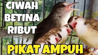 suara burung ciblek sawah betina ribut gacor birahi ampuh buat pancingan u0026 pikat