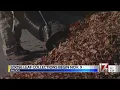Loose leaf collection begins Nov 9 in Raleigh